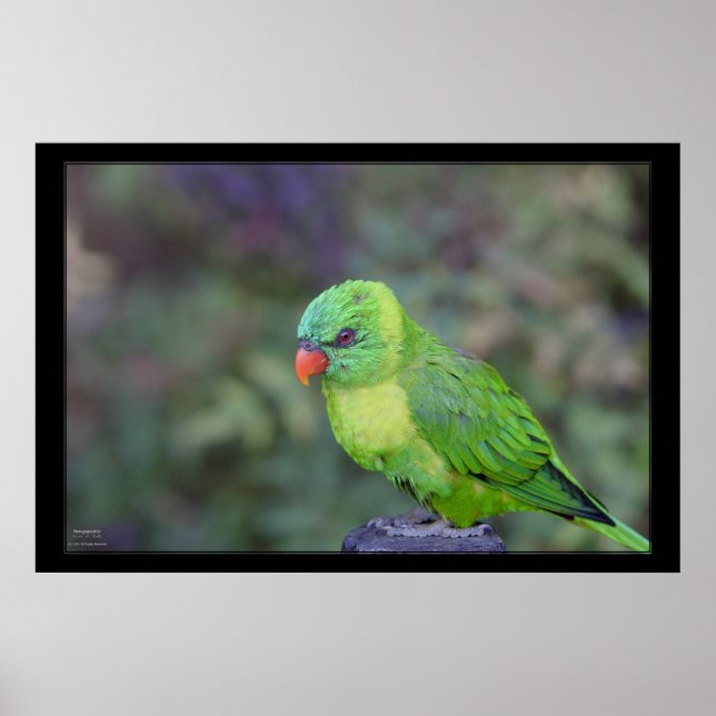 Grönt Lorikeet Poster (Framsidan)