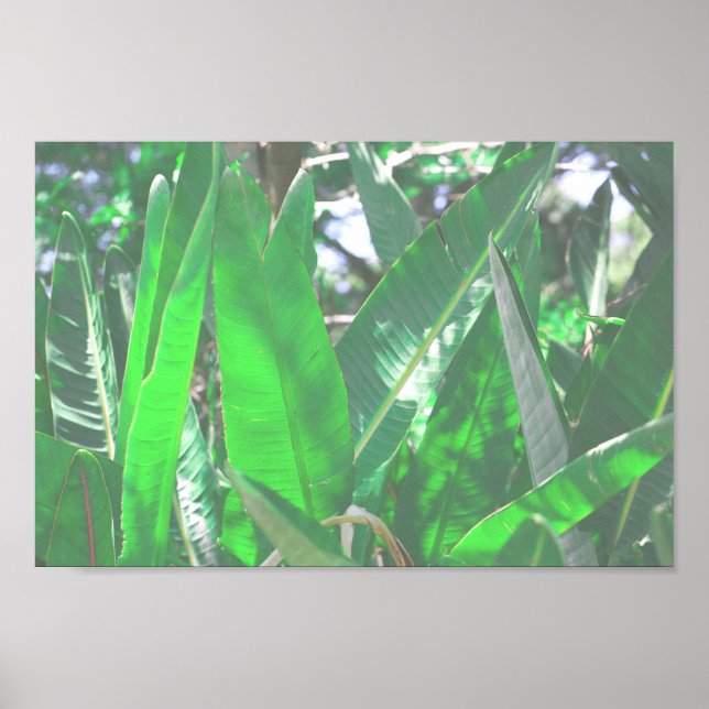 Grönt löv bananliknande anläggning löv pastel poster (Framsidan)