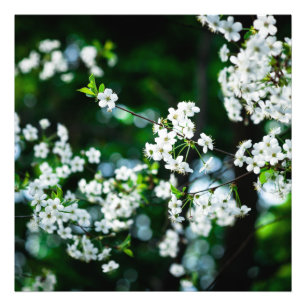 Grönt Löv för White Cherry Blommars Fototryck