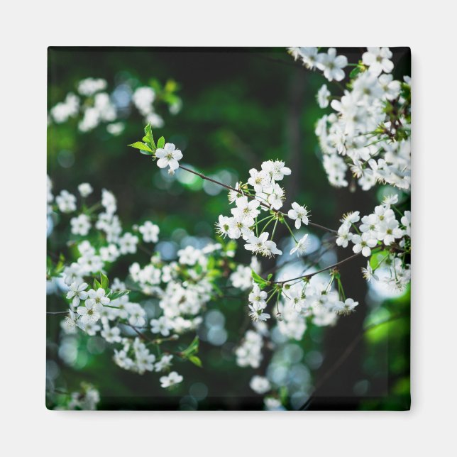 Grönt Löv för White Cherry Blommars Magnet (Framsidan)