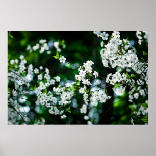 Grönt Löv för White Cherry Blommars Poster