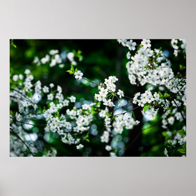 Grönt Löv för White Cherry Blommars Poster (Framsidan)