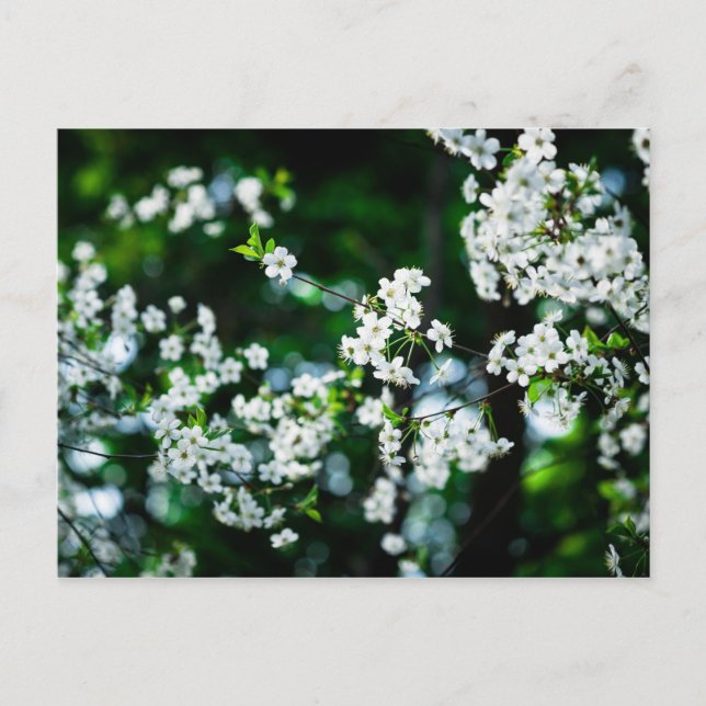 Grönt Löv för White Cherry Blommars Vykort (Framsida)