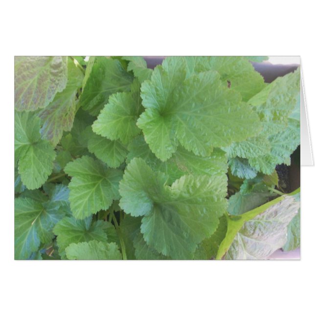 Grönt Löv Hälsningskort (Framsidan Horizontal)