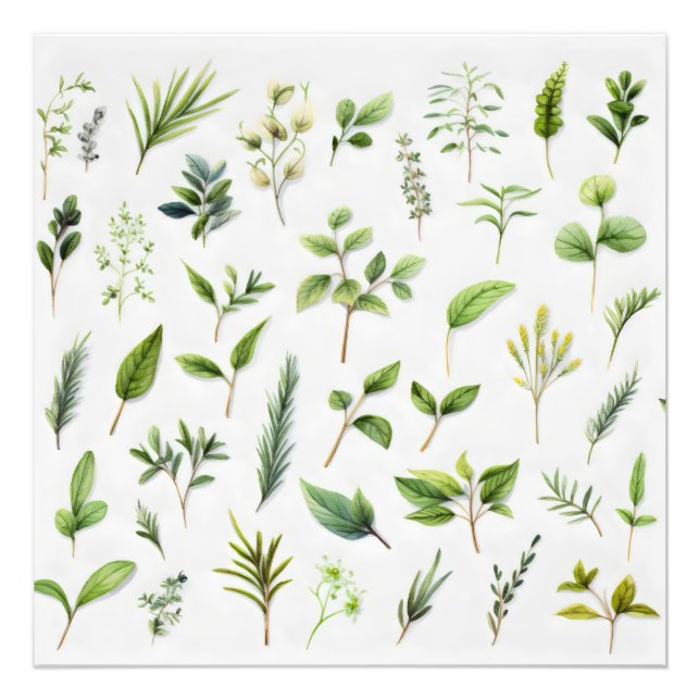 Grönt Löv Herbarium Fototryck (Framsidan)