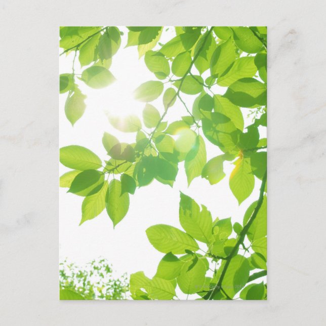 Grönt löv i solljus, närhet vykort (Framsida)