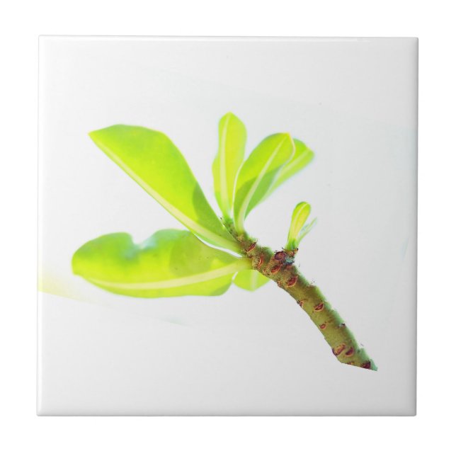Grönt Löv Kudu Lily Nature Feel Kakelplatta (Framsidan)