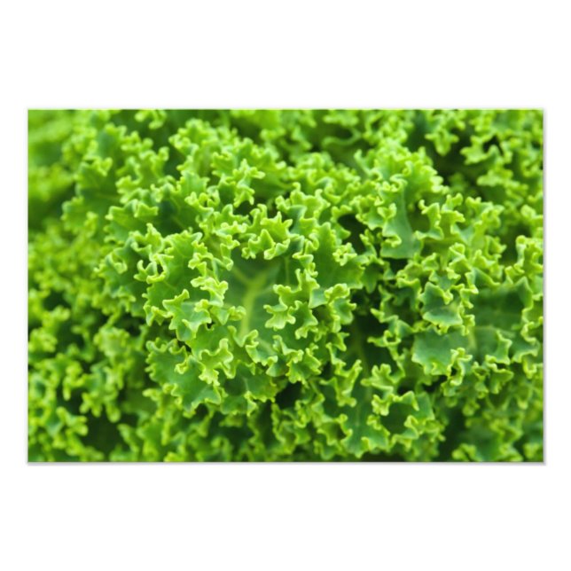 Grönt Löv, Löv, Löv, Laves, Plant Fototryck (Framsidan)