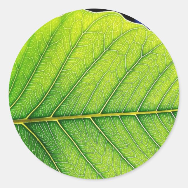 Grönt Löv Löv Runt Klistermärke (Framsida)