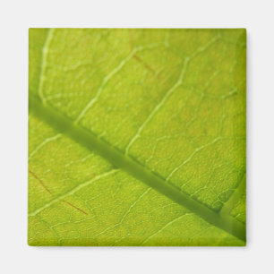 Grönt Löv Natur Fotografi Magnet