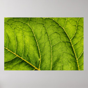 Grönt löv poster