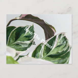 Grönt Löv Sava planeten Vykort