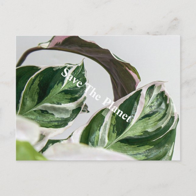 Grönt Löv Sava planeten Vykort (Framsida)