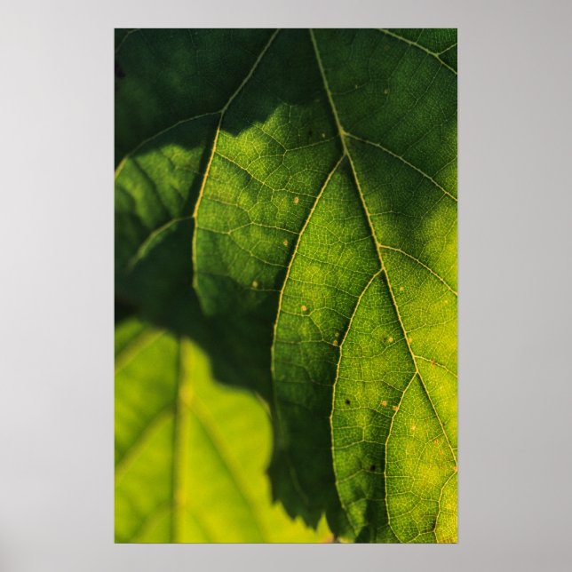Grönt Löv Veins Poster (Framsidan)