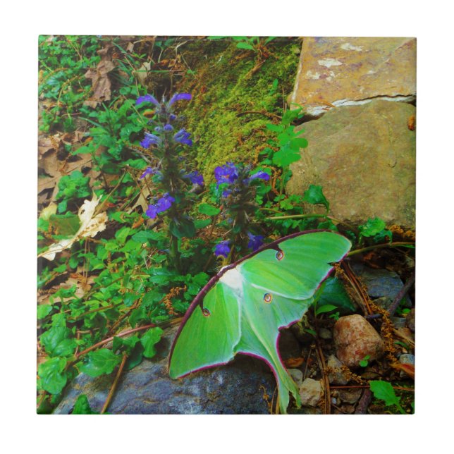 Grönt Luna-moth Kakelplatta (Framsidan)