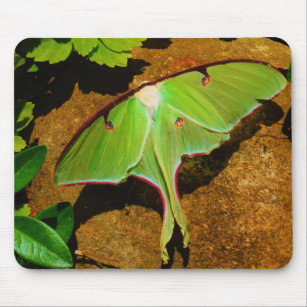 Grönt Luna-moth Musmatta