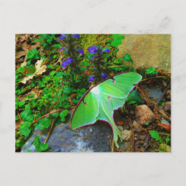 Grönt Luna-moth Vykort