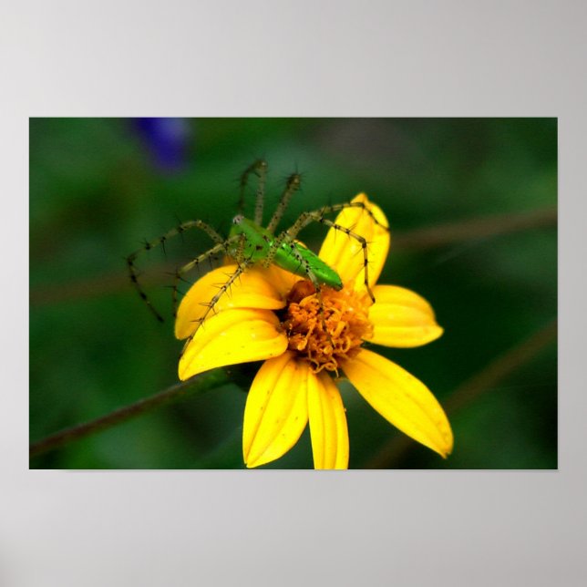 Grönt Lynx Spider Poster (Framsidan)