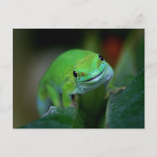 Grönt Madagaskars dagstidning Gecko Vykort (Framsida)