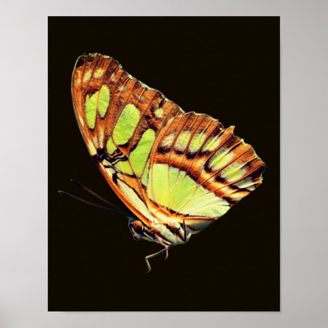 Grönt Malachite Butterfly som stänger av Poster (Framsidan)