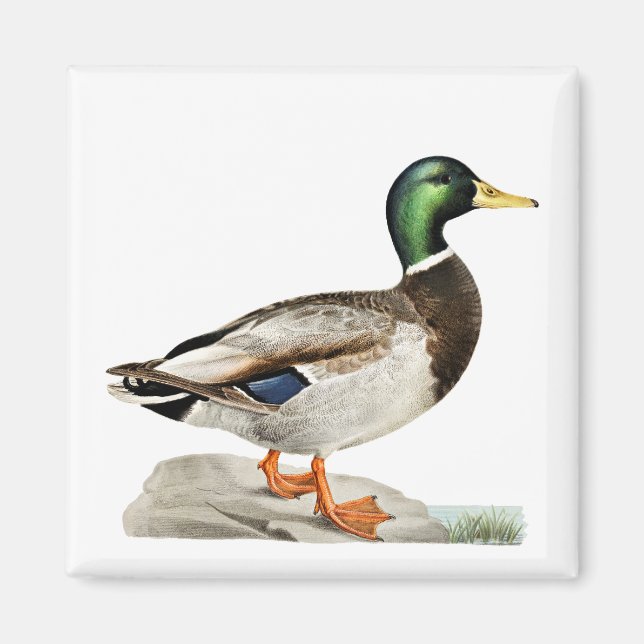 Grönt Mallard Anka Hunting Nature Art Magnet (Framsidan)