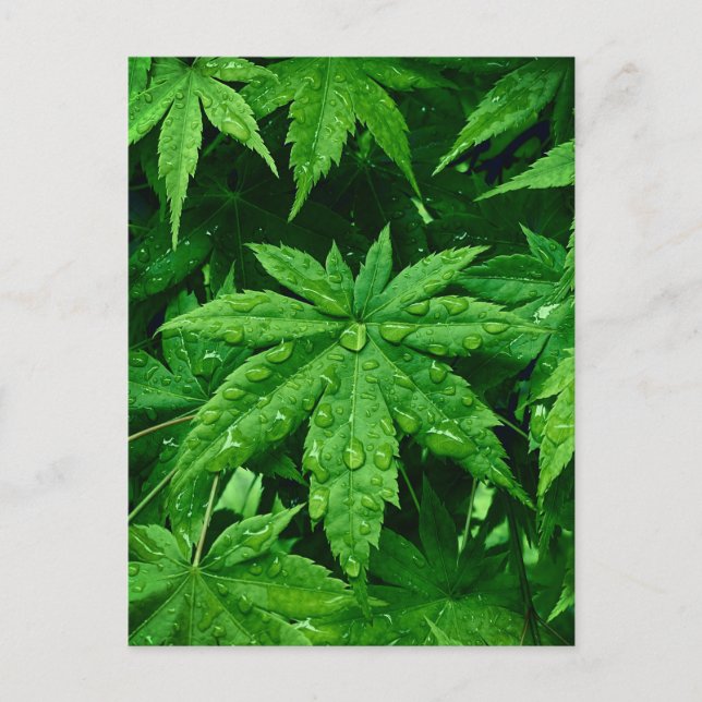 GRÖNT Maple i Vår Vykort (Framsida)