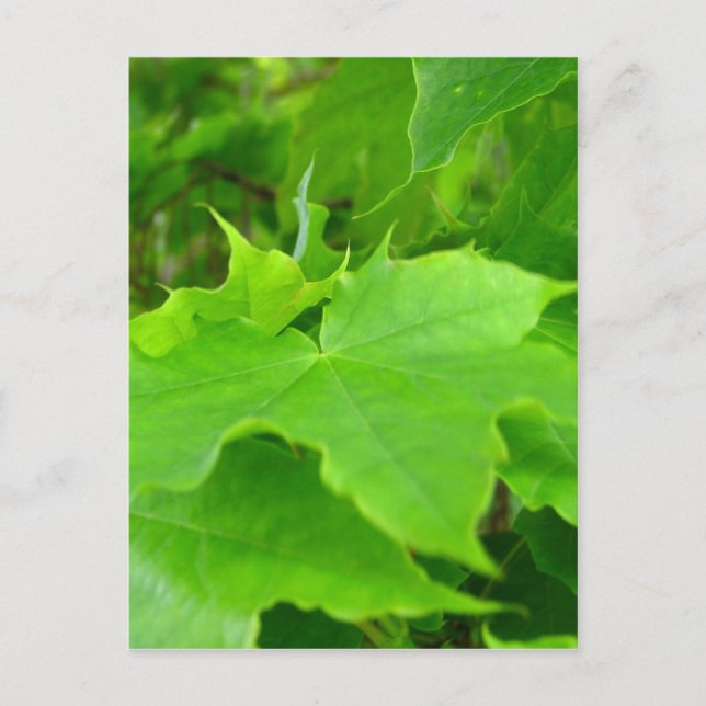 Grönt Maple Vykort (Framsida)