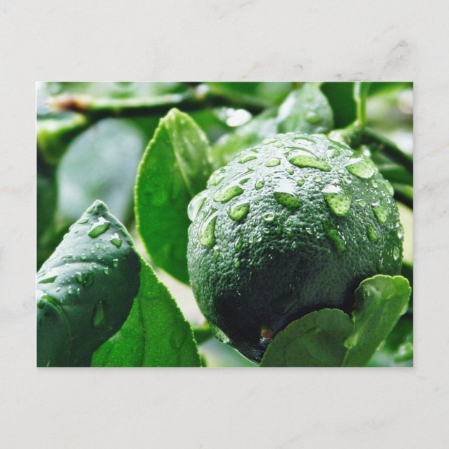Grönt Meyer Lemon Vykort (Framsida)
