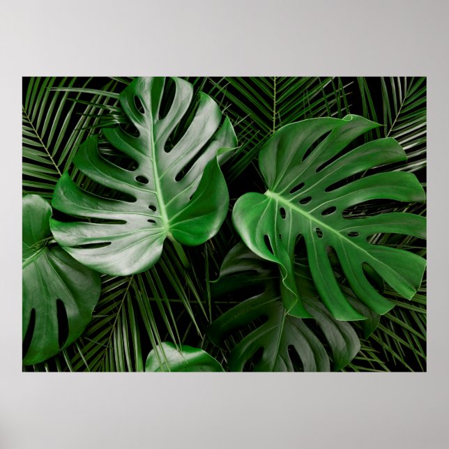 Grönt Monstera löv och handflatan löv Poster (Framsidan)