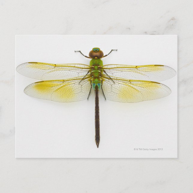 Grönt mördare (Anax junius) på vit bakgrund. Vykort (Framsida)