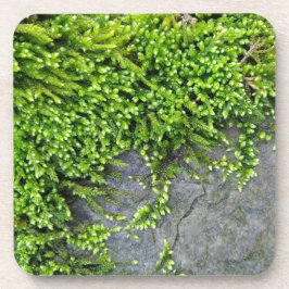 Grönt moss Entodon seductrix on grått stone Underlägg