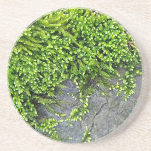 Grönt moss Entodon seductrix on grått stone Underlägg