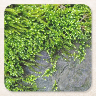 Grönt moss Entodon seductrix on grått stone Underlägg Papper Kvadrat