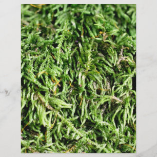 Grönt Moss Nature Scrapbook Papper