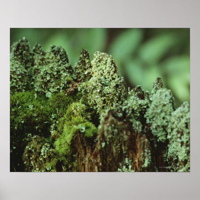 Grönt moss poster (Framsidan)