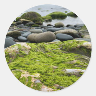 Grönt Moss Sten Runt Klistermärke