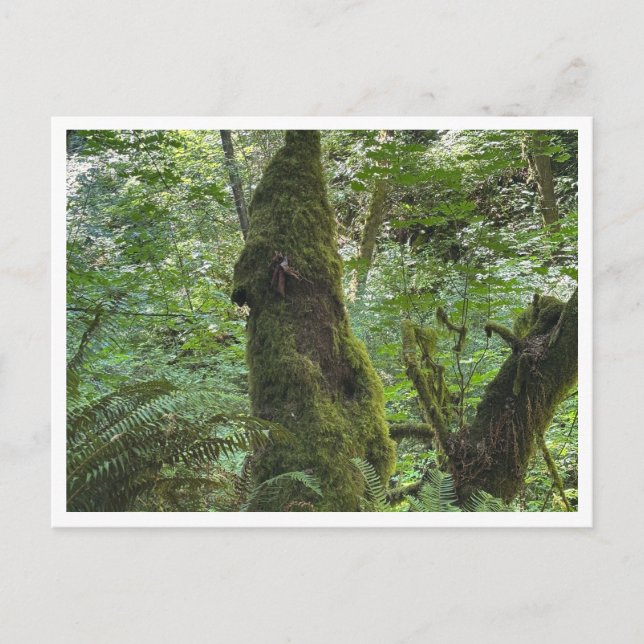 Grönt moss vykort (Framsida)