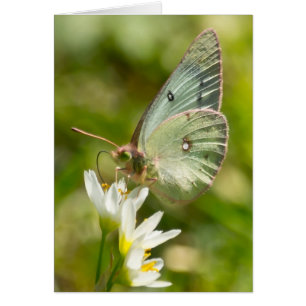 Grönt Moth on False Garlic Apparel and Gifts Hälsningskort