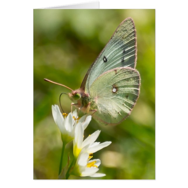 Grönt Moth on False Garlic Apparel and Gifts Hälsningskort (Framsidan)