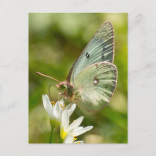 Grönt Moth on False Garlic Apparel and Gifts Vykort