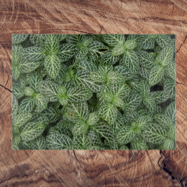 Grönt Nerve Plant Löv Blommigt