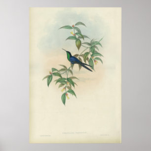Grönt och blå gould Hummingbird Poster