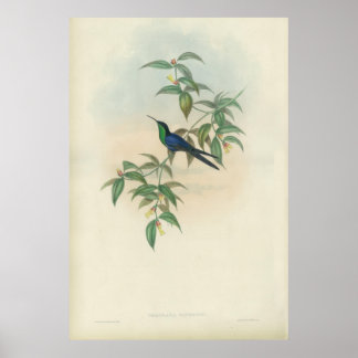 Grönt och blå gould Hummingbird Poster