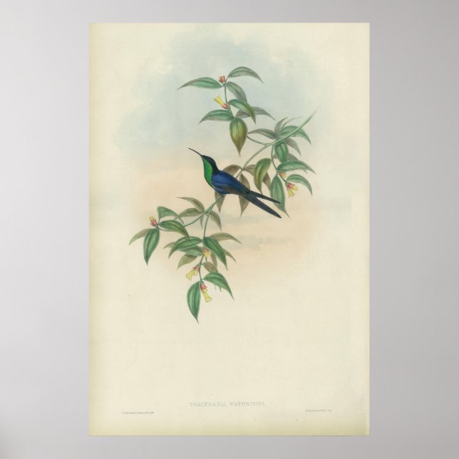 Grönt och blå gould Hummingbird Poster (Framsidan)