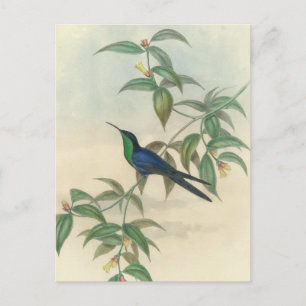 Grönt och blå gould Hummingbird Vykort