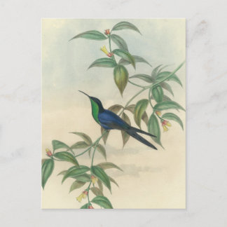 Grönt och blå gould Hummingbird Vykort