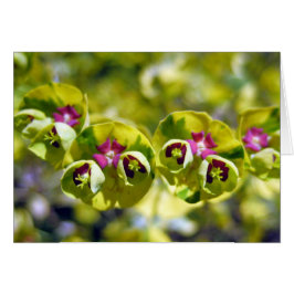 Grönt och Blommar 105 Hälsningskort