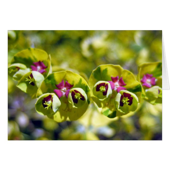 Grönt och Blommar 105 Hälsningskort (Framsidan Horizontal)