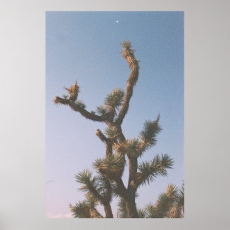 GRÖNT OCH BROTT TRÄD UNDER BLÅ HIMMEL POSTER