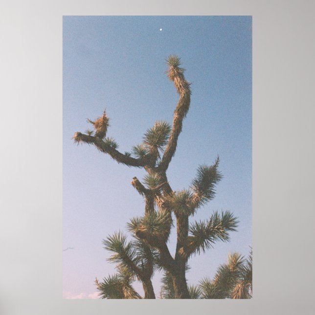 GRÖNT OCH BROTT TRÄD UNDER BLÅ HIMMEL POSTER (Framsidan)